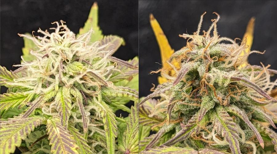 LIVING SOIL | Mimosa Cake + Gorilla Z. Week 13 - M Day 80 to 90