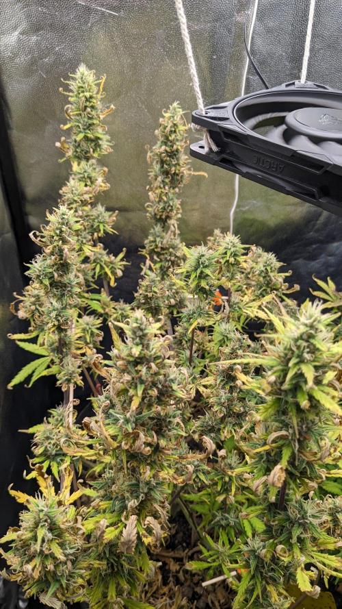 LIVING SOIL | Mimosa Cake + Gorilla Z. Week 13 - Day 91 G