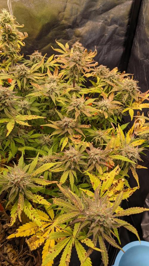 LIVING SOIL | Mimosa Cake + Gorilla Z. Week 13 - Day 91 M