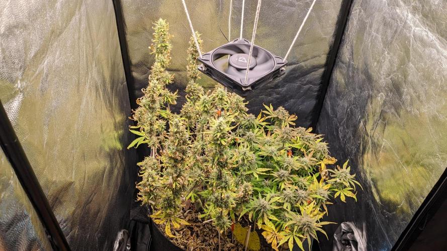 LIVING SOIL | Mimosa Cake + Gorilla Z. Week 14 - Day 92 G + M