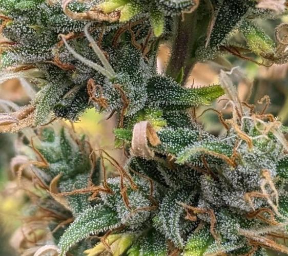 LIVING SOIL | Mimosa Cake + Gorilla Z. Week 14 - Day 92 G Trichomes close