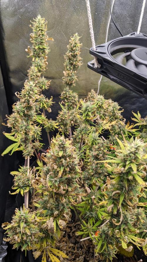 LIVING SOIL | Mimosa Cake + Gorilla Z. Week 14 - Day 93 G