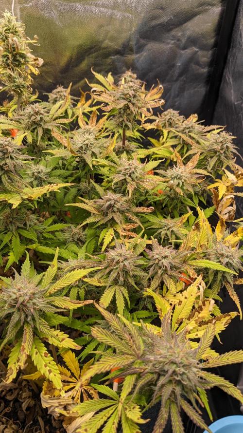 LIVING SOIL | Mimosa Cake + Gorilla Z. Week 14 - Day 93 M