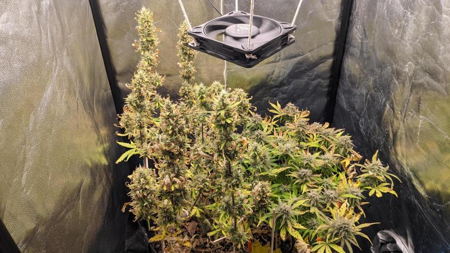 LIVING SOIL | Mimosa Cake + Gorilla Z. Week 14 - Day 94 G + M