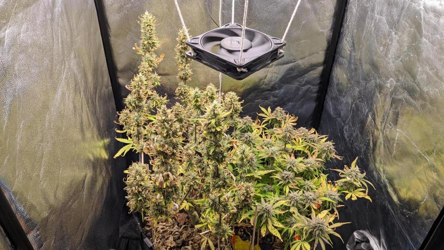LIVING SOIL | Mimosa Cake + Gorilla Z. Week 14 - Day 95 G + M