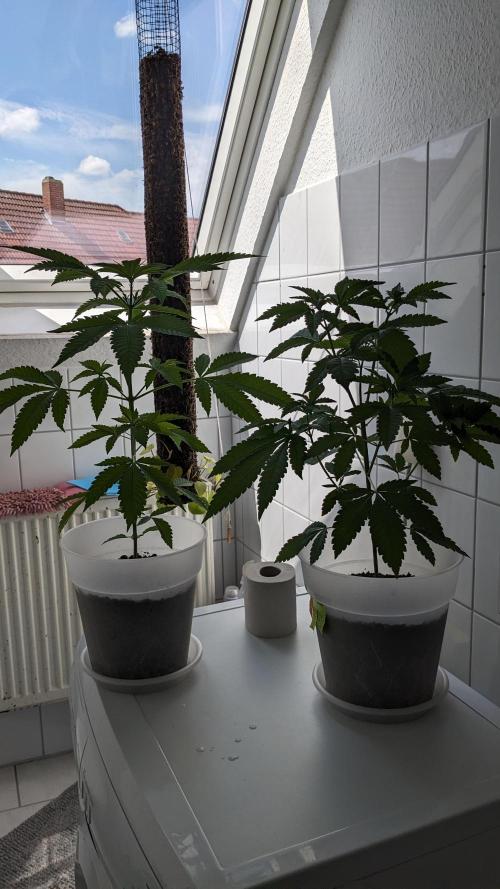 WINDOWSILL | Matanuska. Week 14