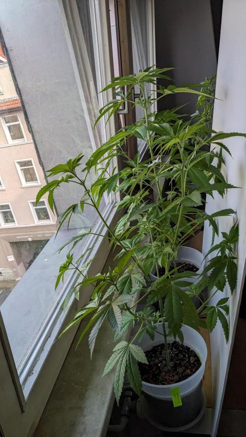 WINDOWSILL | Matanuska. Week 16