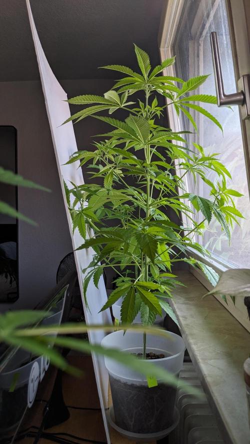 WINDOWSILL | Matanuska. Week 16
