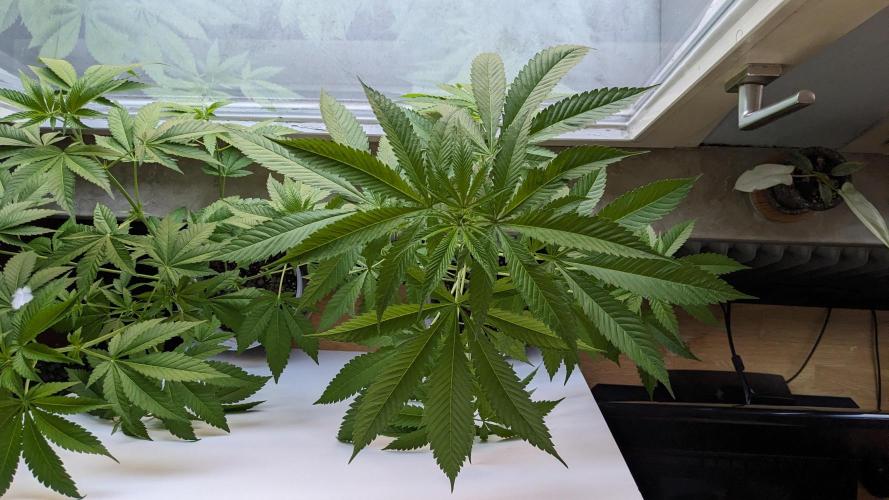 WINDOWSILL | Matanuska. Week 16