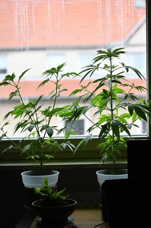 WINDOWSILL | Matanuska. Week 16