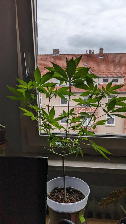 WINDOWSILL | Matanuska. Week 16