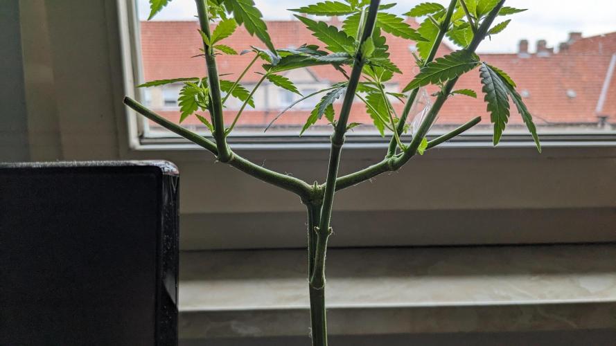 WINDOWSILL | Matanuska. Week 16