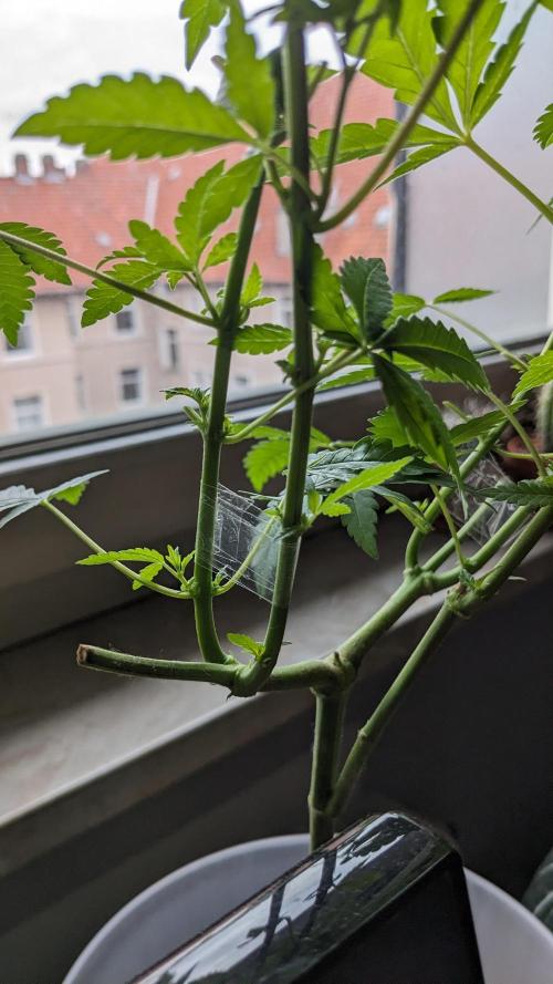 WINDOWSILL | Matanuska. Week 16