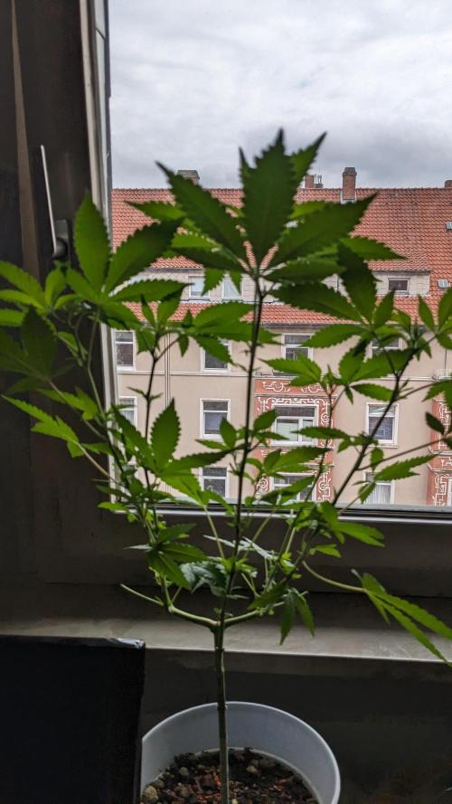 WINDOWSILL | Matanuska. Week 16