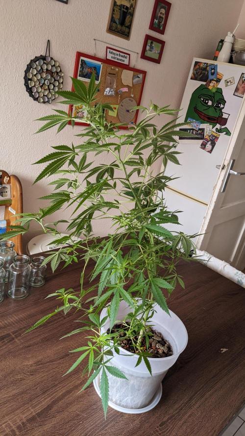 WINDOWSILL | Matanuska. Week 16