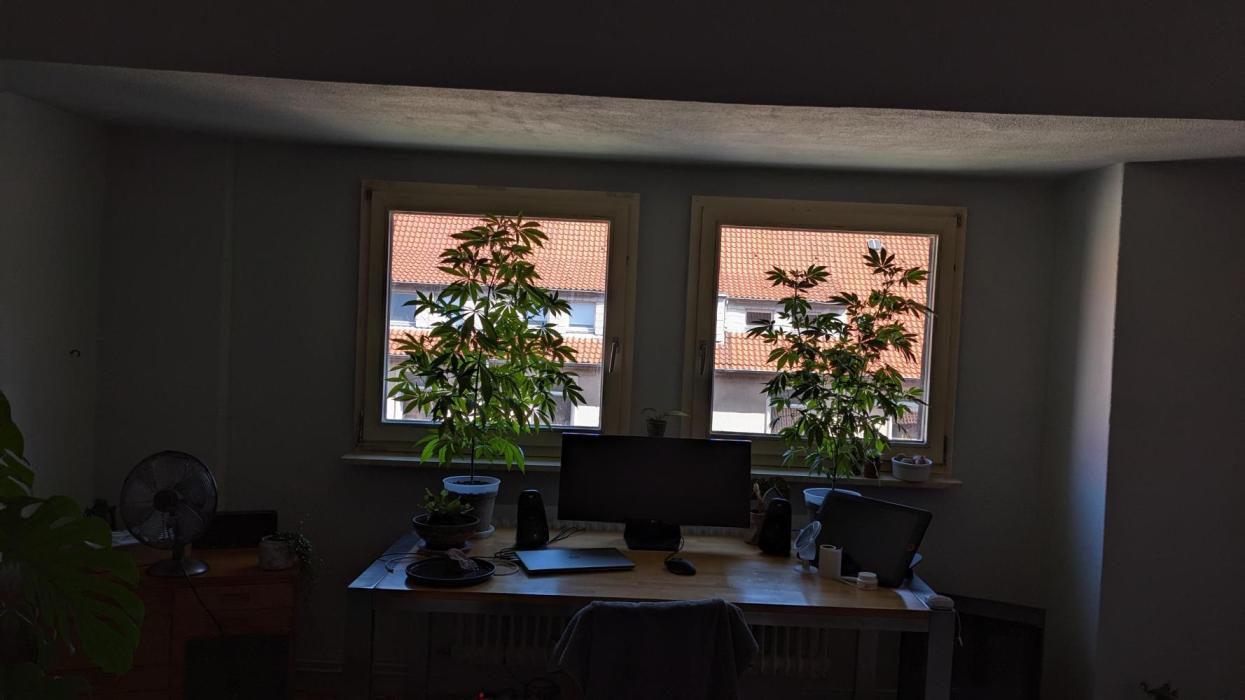 WINDOWSILL | Matanuska. Week 19