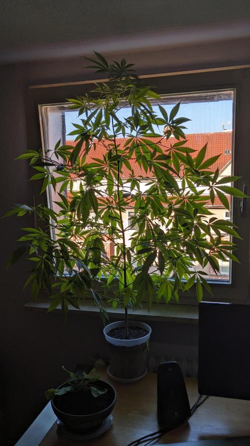 WINDOWSILL | Matanuska. Week 20