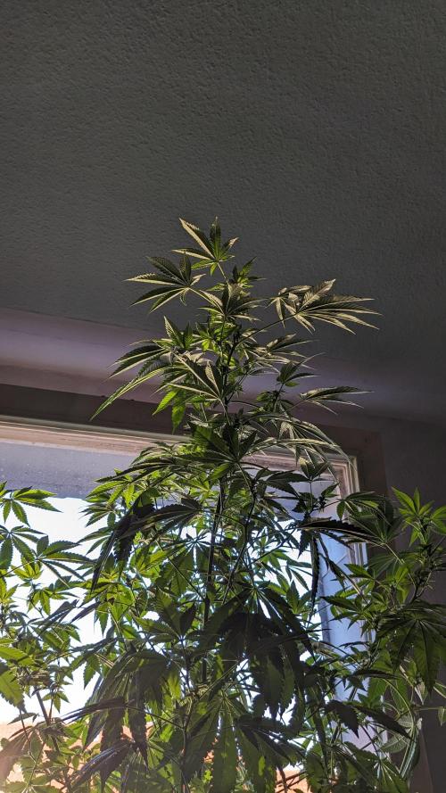 WINDOWSILL | Matanuska. Week 22