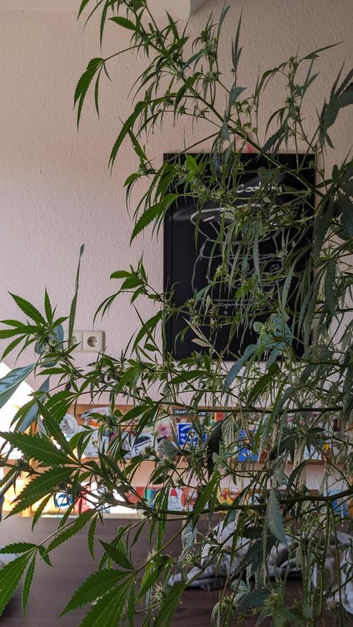 WINDOWSILL | Matanuska. Week 23