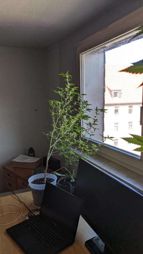 WINDOWSILL | Matanuska. Week 24