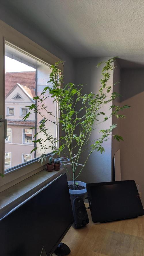 WINDOWSILL | Matanuska. Week 24