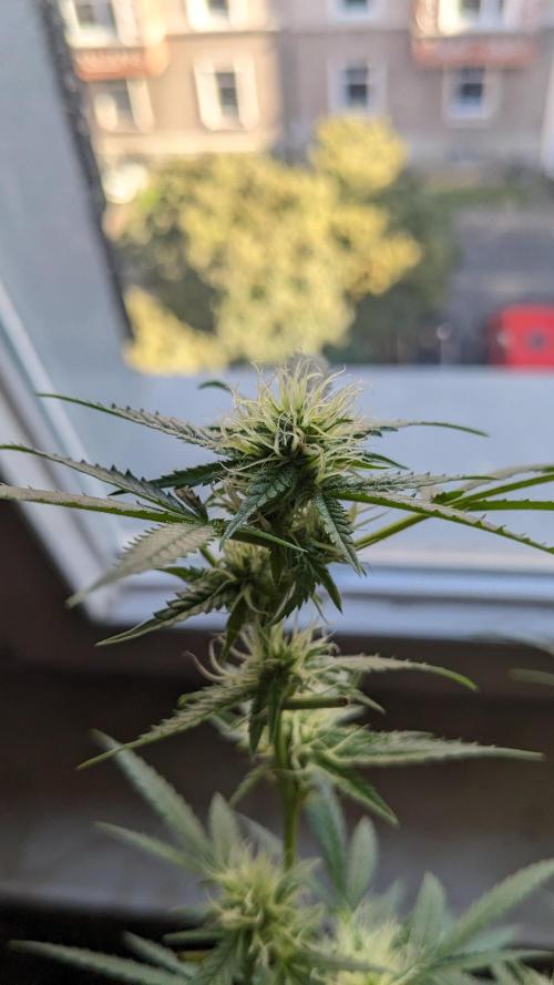 WINDOWSILL | Matanuska. Week 25