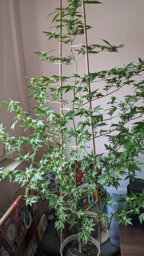 WINDOWSILL | Matanuska. Week 27