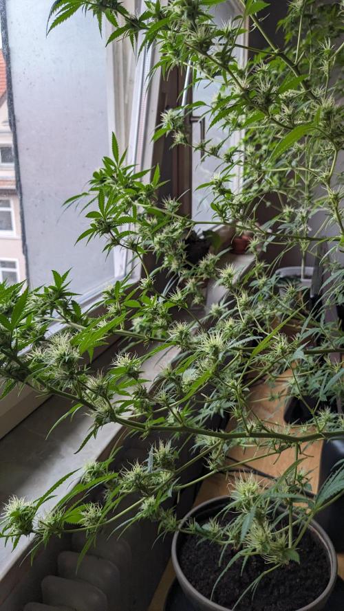 WINDOWSILL | Matanuska. Week 27