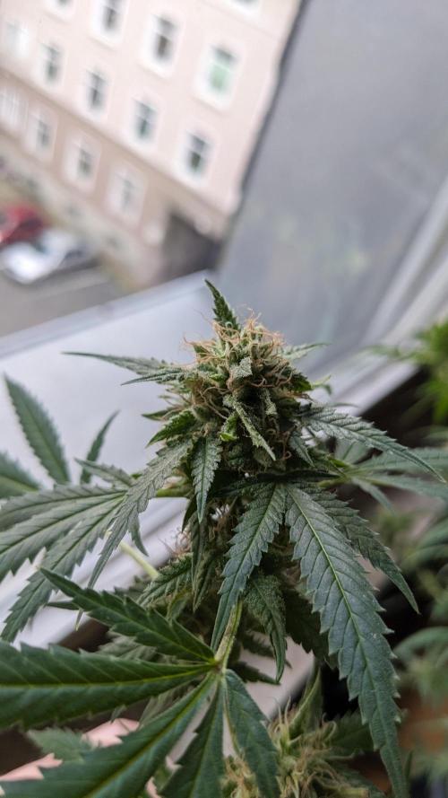 WINDOWSILL | Matanuska. Week 30