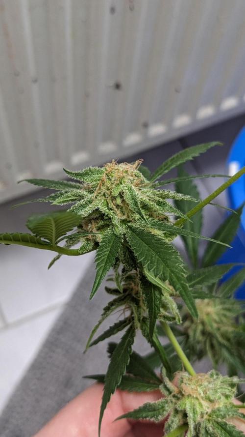 WINDOWSILL | Matanuska. Week 30