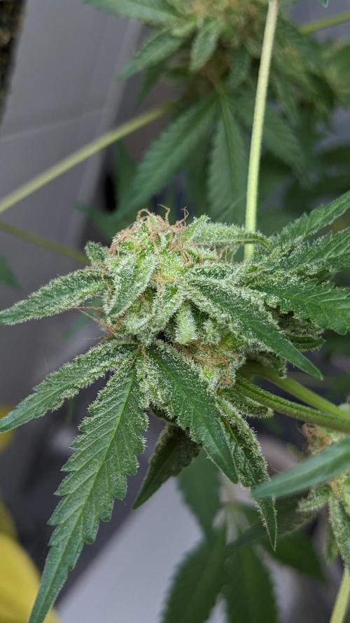 WINDOWSILL | Matanuska. Week 32