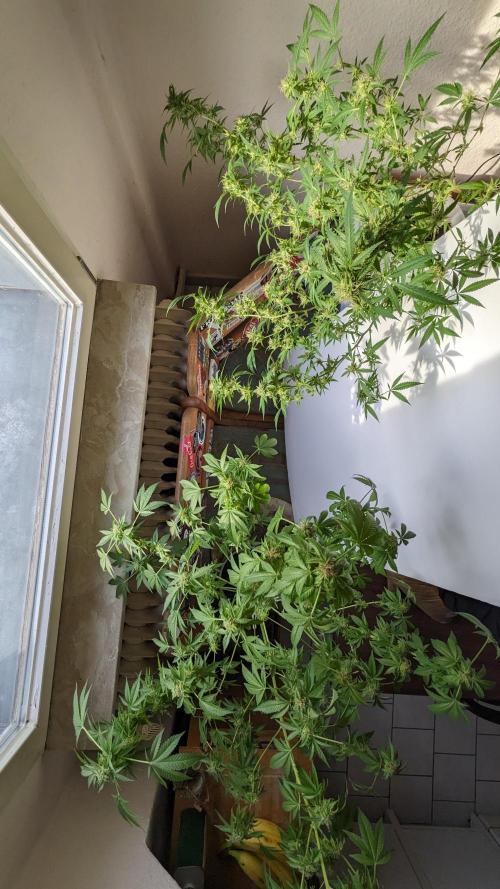 WINDOWSILL | Matanuska. Week 32