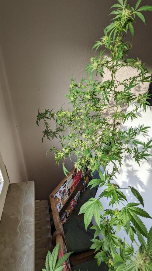 WINDOWSILL | Matanuska. Week 32