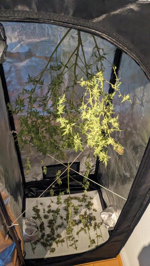 WINDOWSILL | Matanuska. Week 35