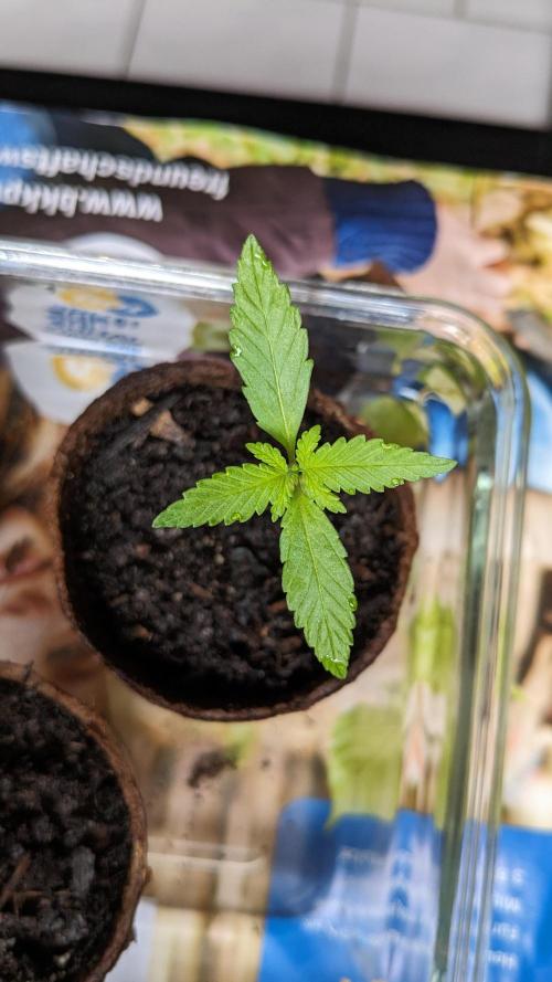WINDOWSILL | Bagseeds. Week 3