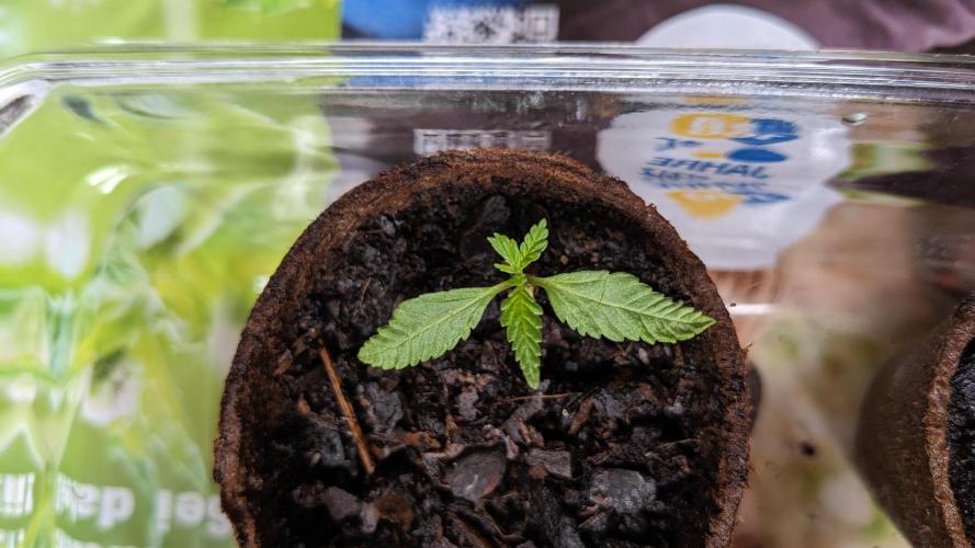 WINDOWSILL | Bagseeds. Week 3