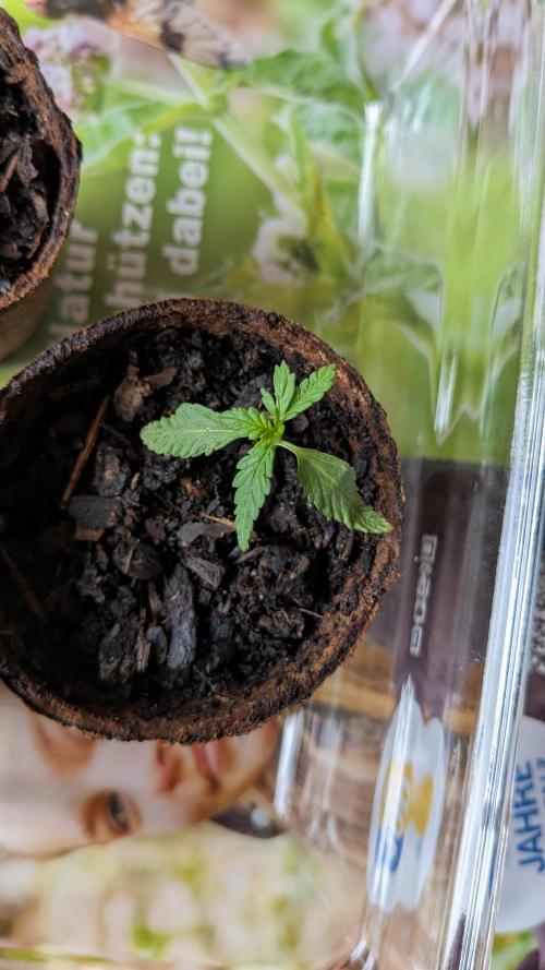 WINDOWSILL | Bagseeds. Week 4