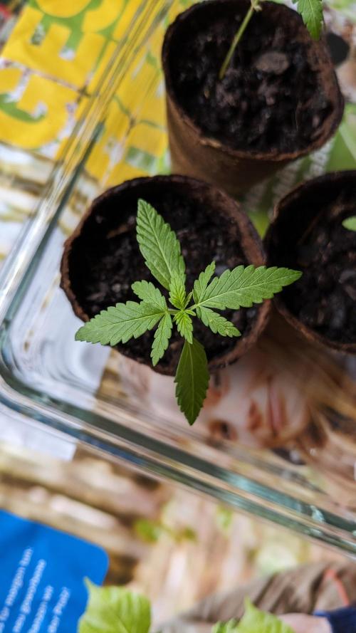 WINDOWSILL | Bagseeds. Week 4