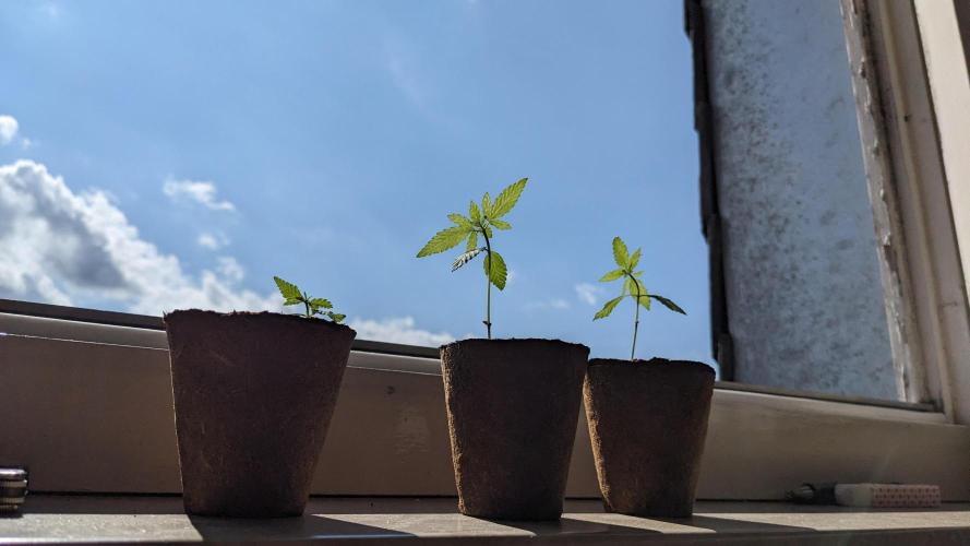 WINDOWSILL | Bagseeds. Week 4