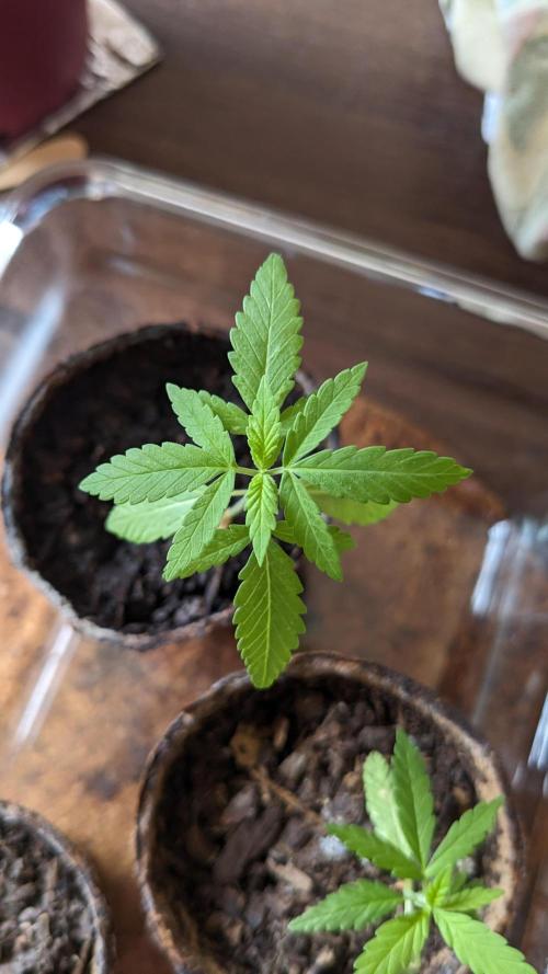 WINDOWSILL | Bagseeds. Week 5