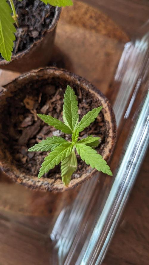 WINDOWSILL | Bagseeds. Week 5