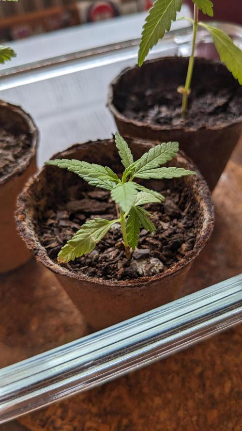 WINDOWSILL | Bagseeds. Week 5