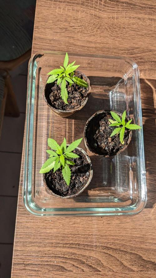 WINDOWSILL | Bagseeds. Week 6