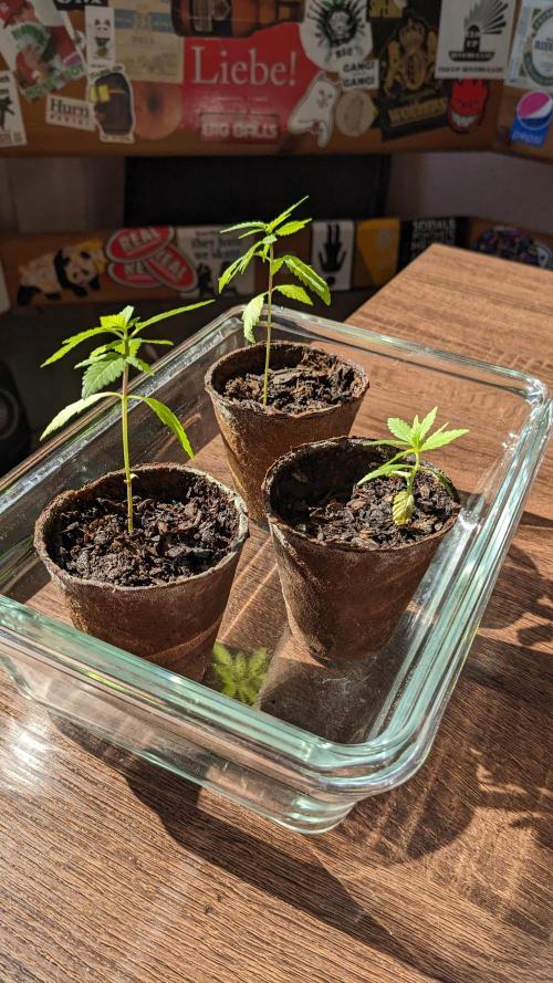 WINDOWSILL | Bagseeds. Week 6