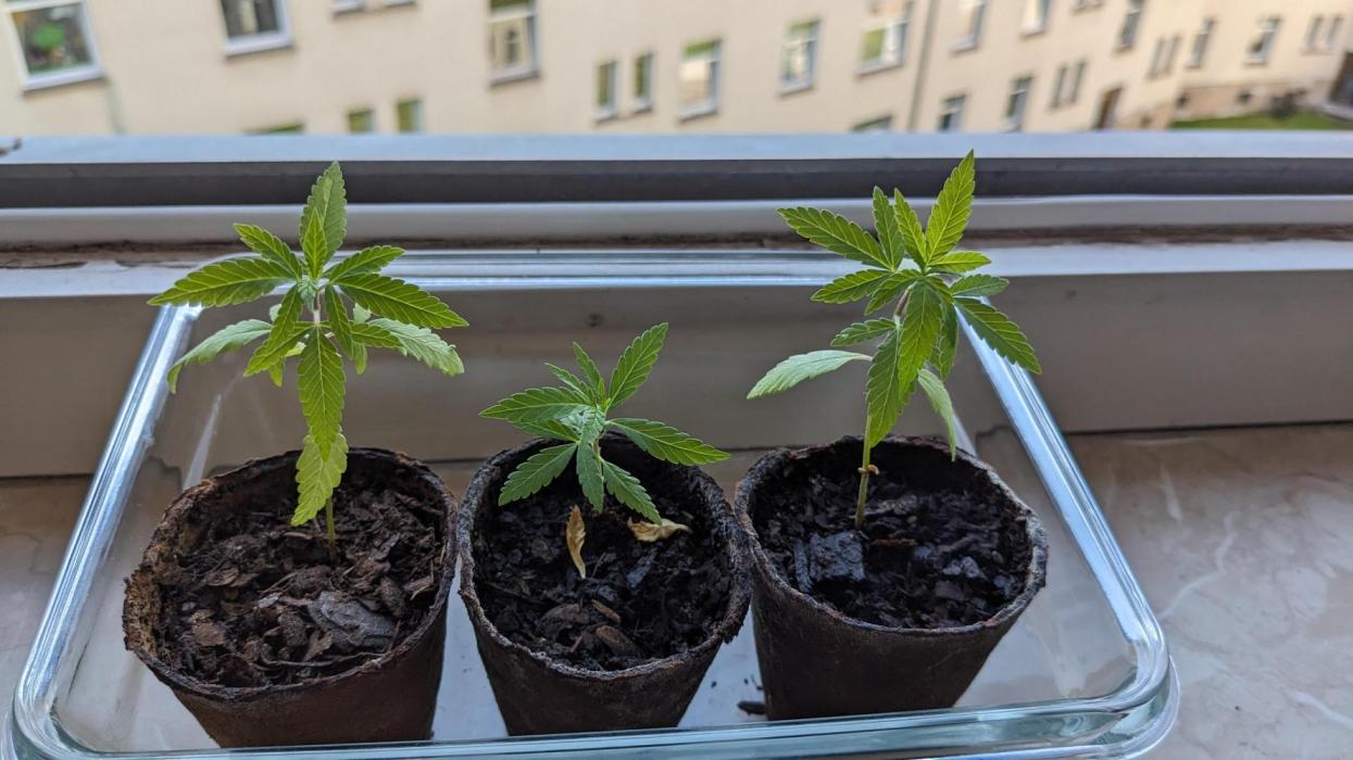 WINDOWSILL | Bagseeds. Week 7