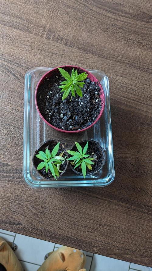WINDOWSILL | Bagseeds. Week 8