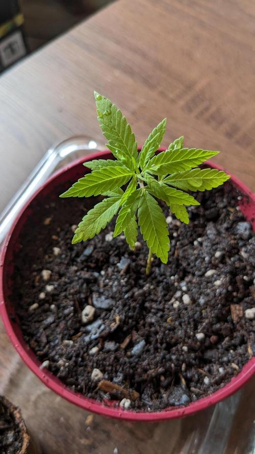 WINDOWSILL | Bagseeds. Week 8