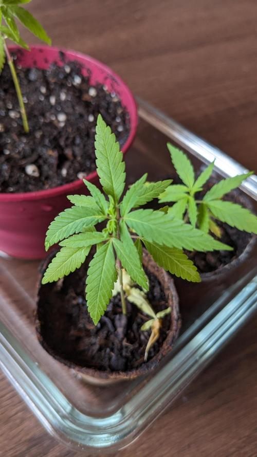 WINDOWSILL | Bagseeds. Week 8