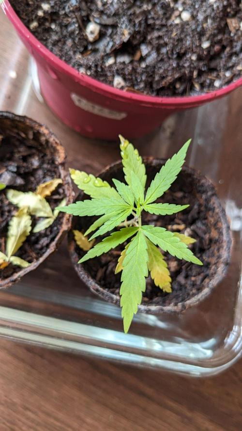 WINDOWSILL | Bagseeds. Week 8