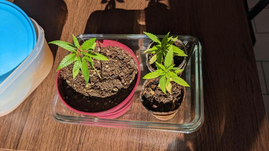 WINDOWSILL | Bagseeds. Week 10